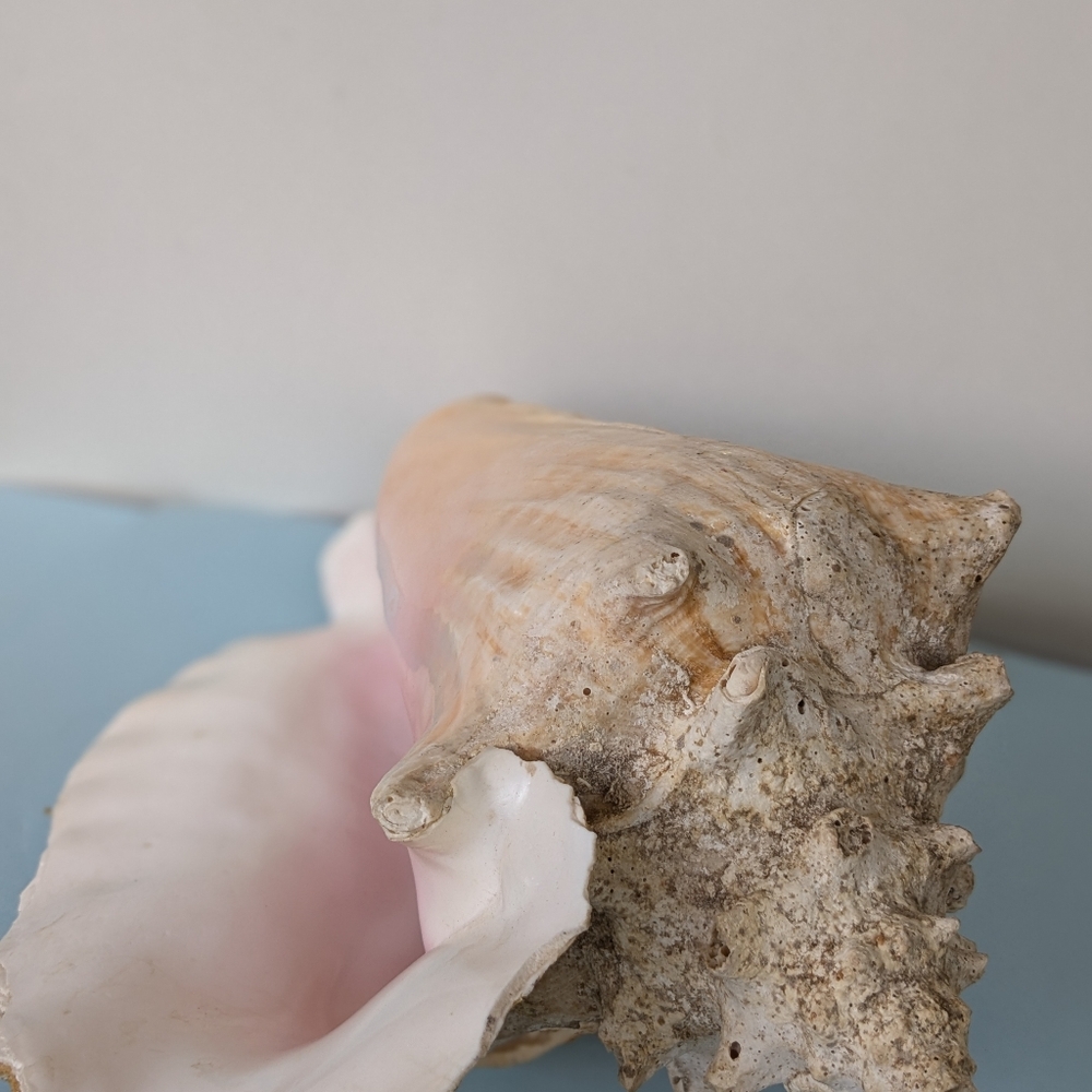 Vintage Large Conch Beautiful Pink and white - Picture 3 of 4